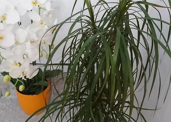 Апартаменты Sfinga In The Heart Of Diocletian's Palace Сплит