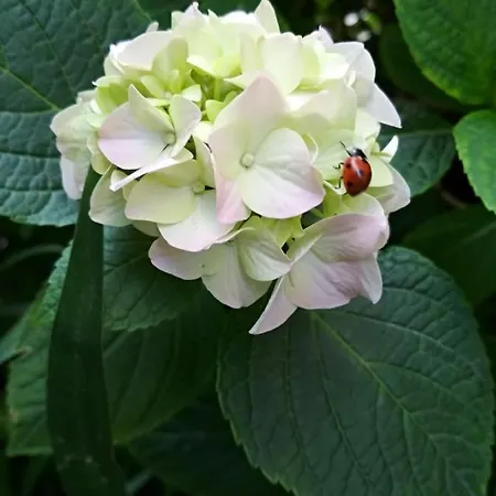 Sfinga In The Heart Of Diocletian's Palace *